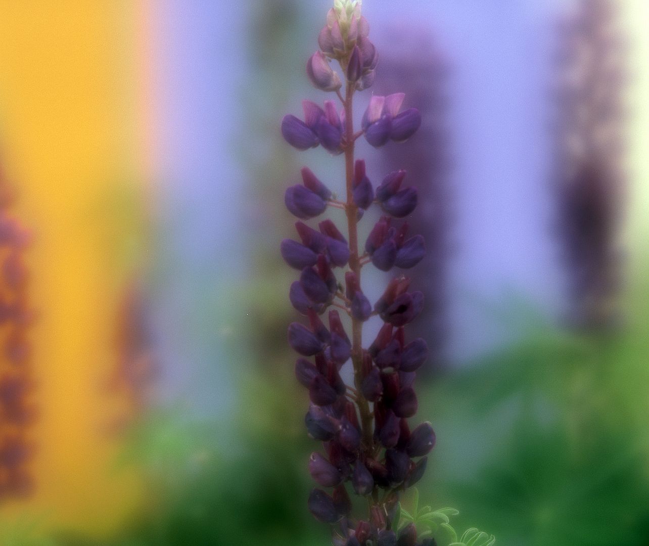 SMC Pentax 67 / SMC Pentax-6x7 120mm F3.5 Soft Reviews - 67 Telephoto